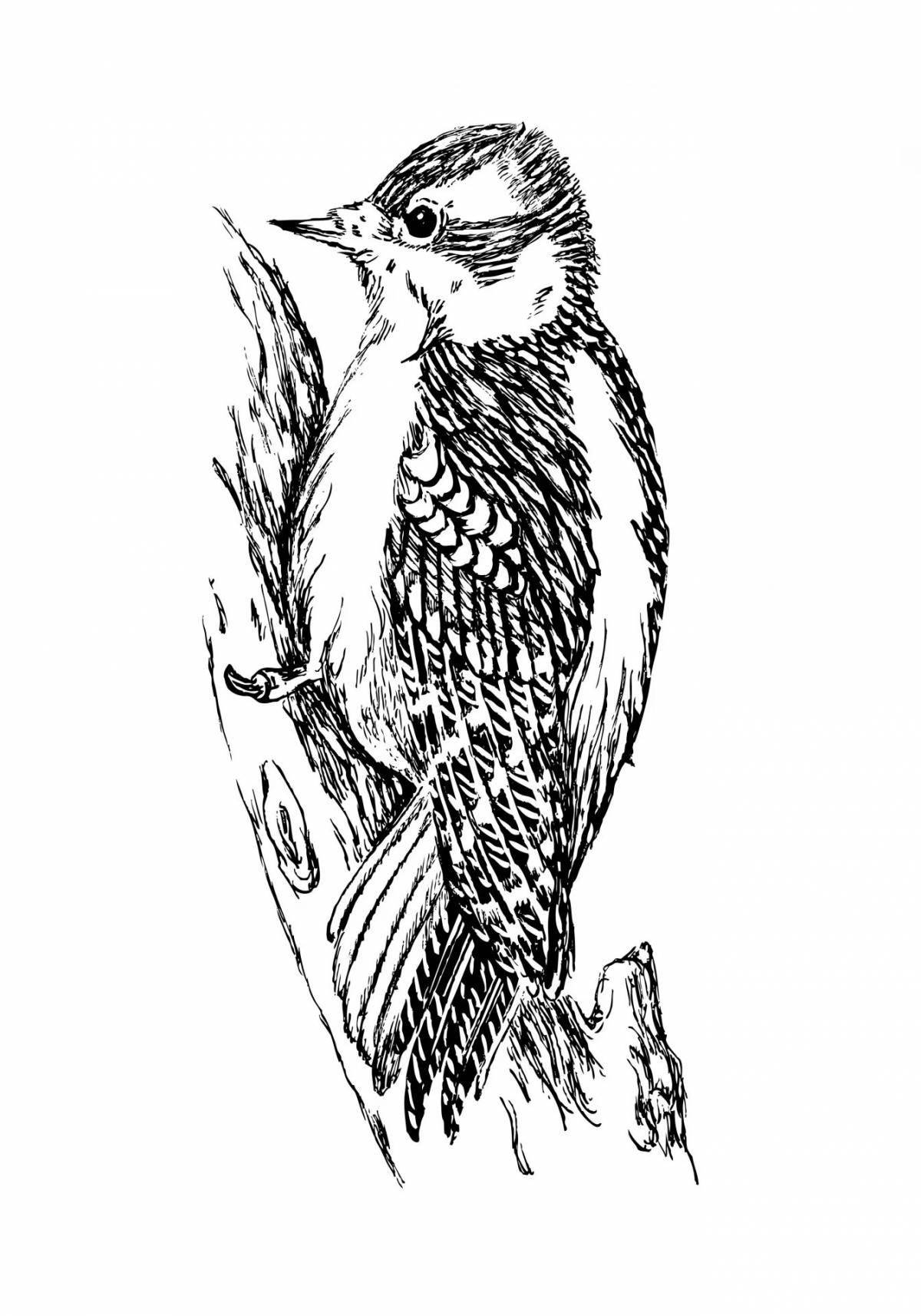 Coloring book playful woodpecker