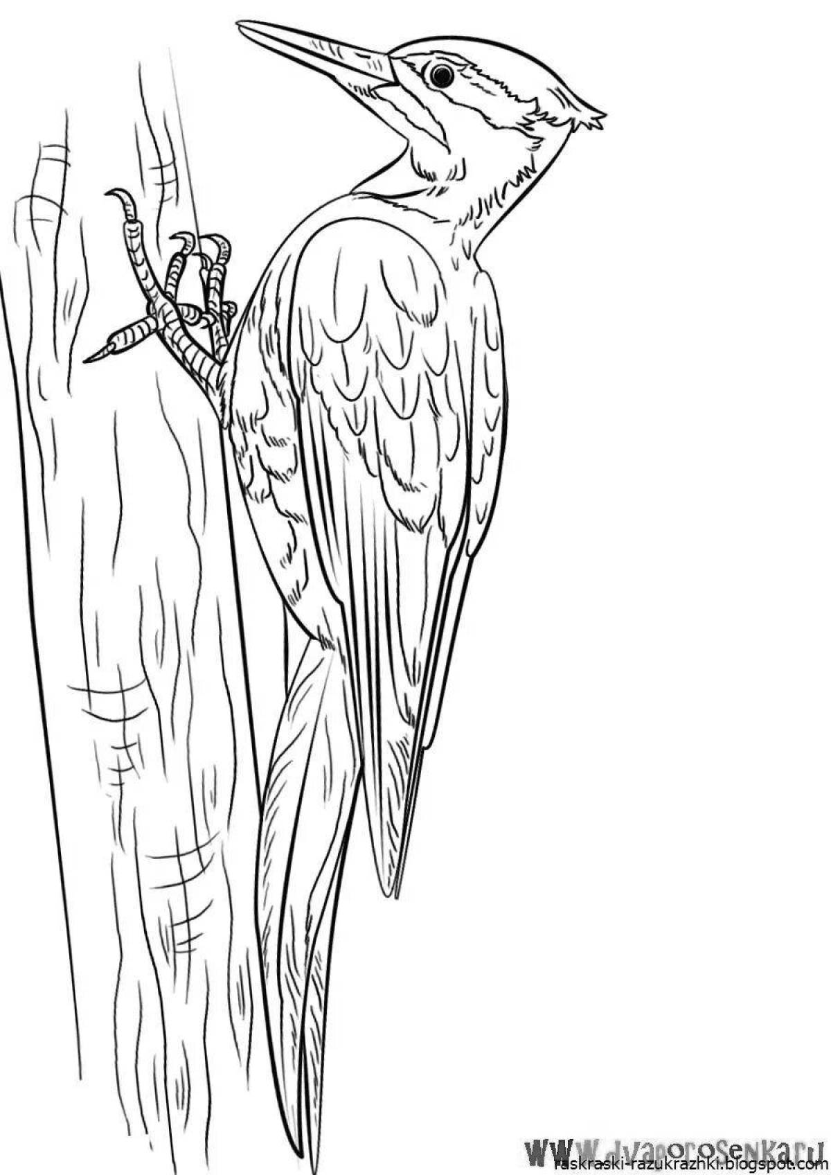 Coloring book shining woodpecker