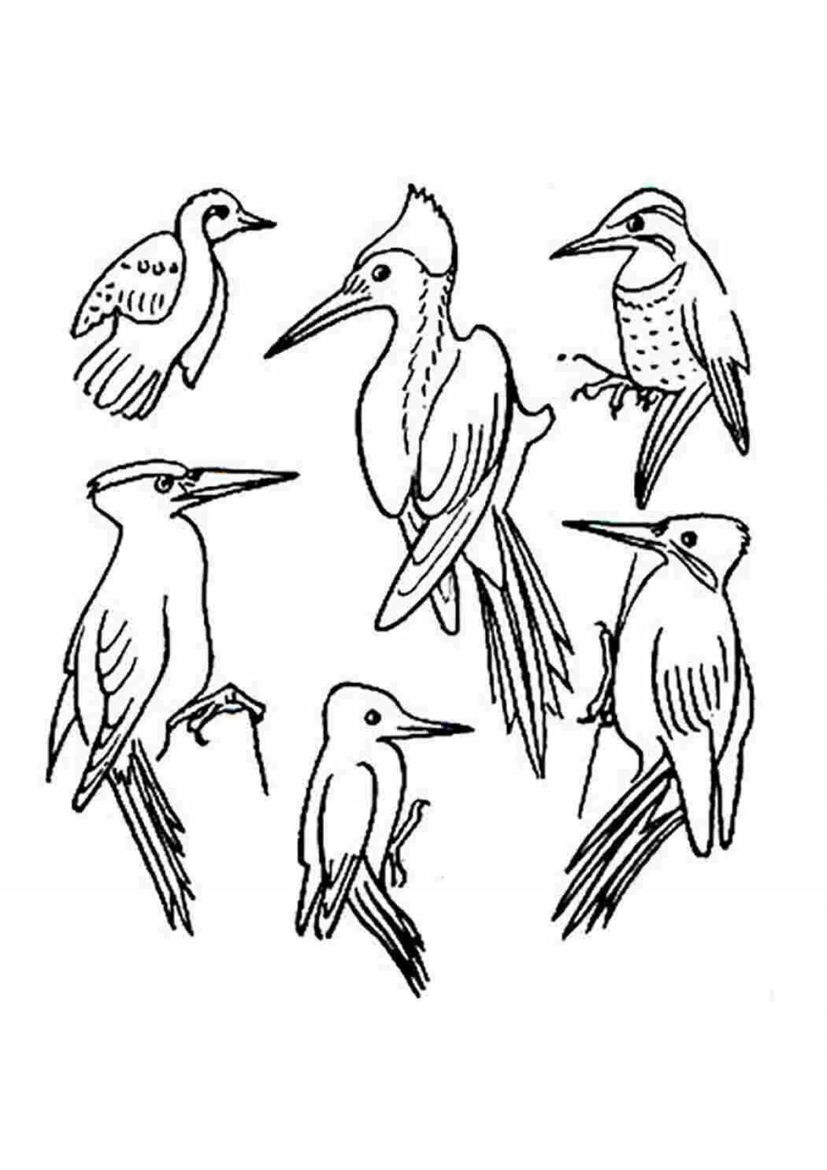 Woodpecker drawing #2