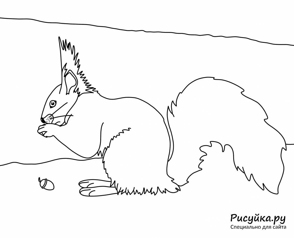 Photo Bright little squirrel coloring book