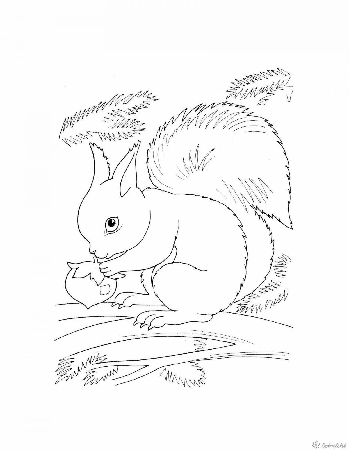 Expressive squirrel coloring book