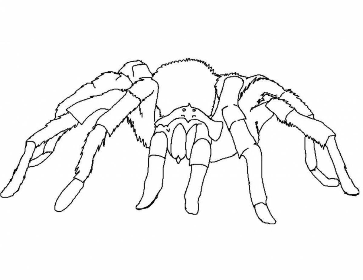 Красочная страница раскраски паука тарантула