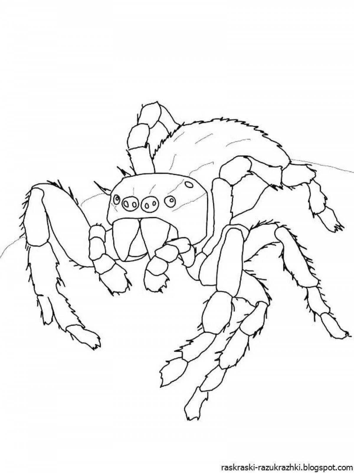 Раскраска величественный паук тарантул