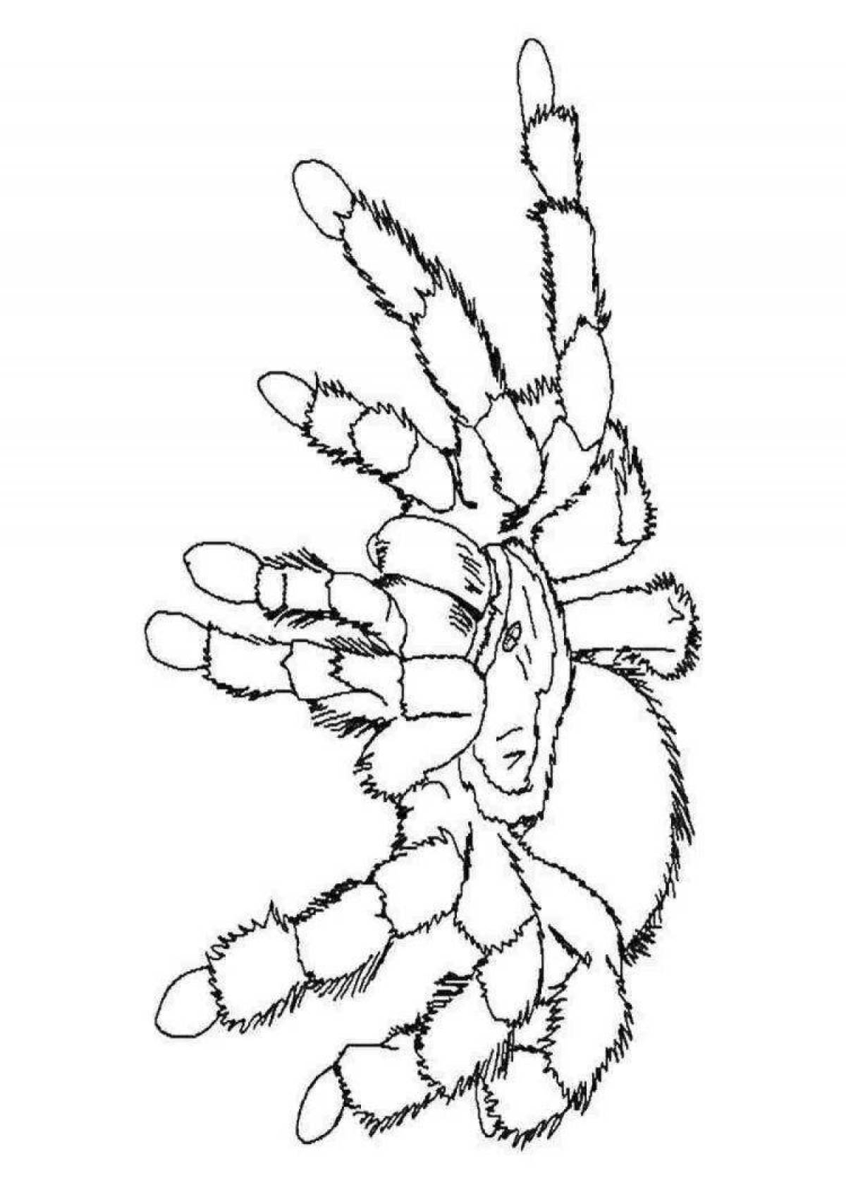 Замысловатая страница раскраски паука тарантула