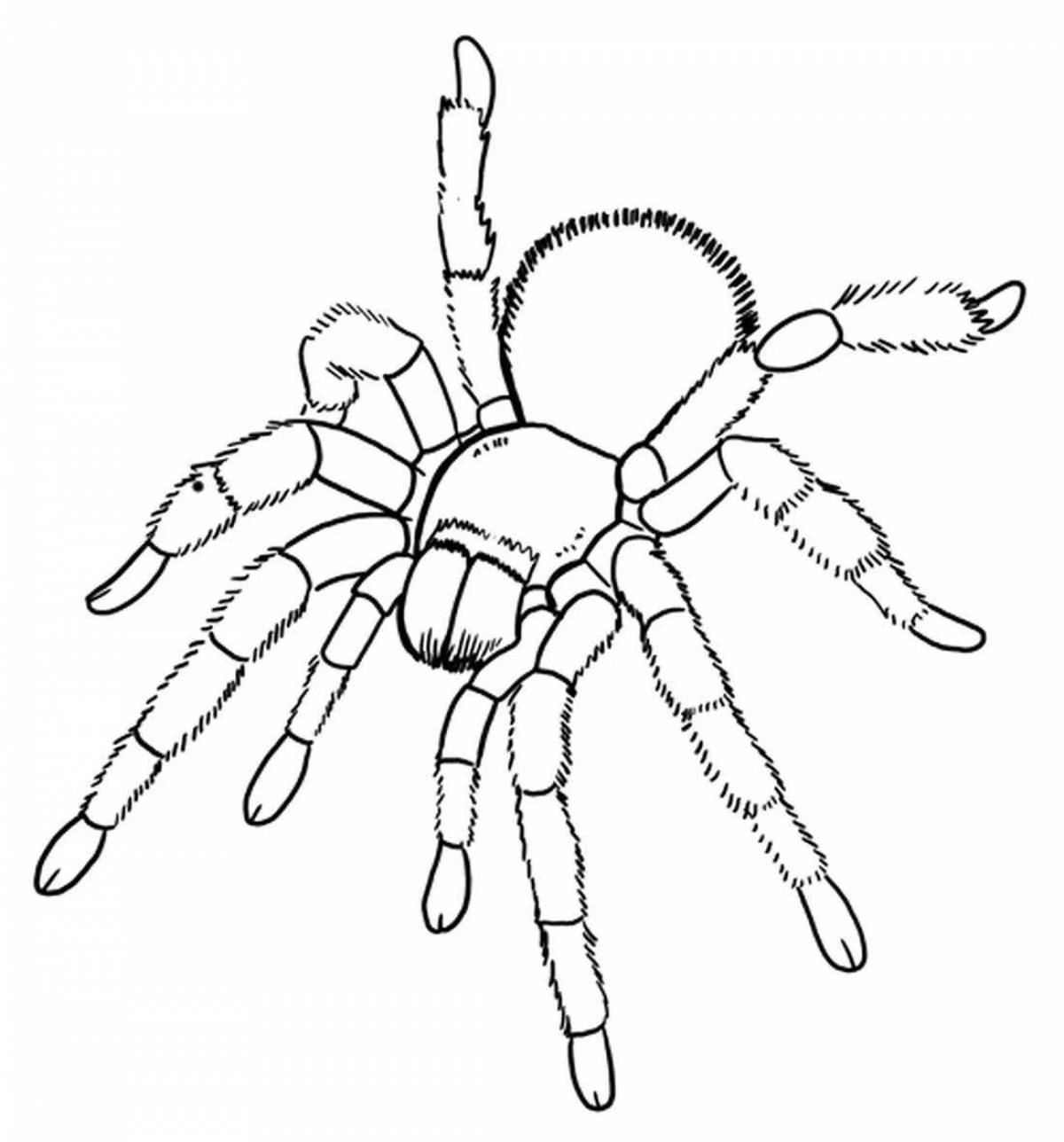 Подробная страница раскраски паука тарантула