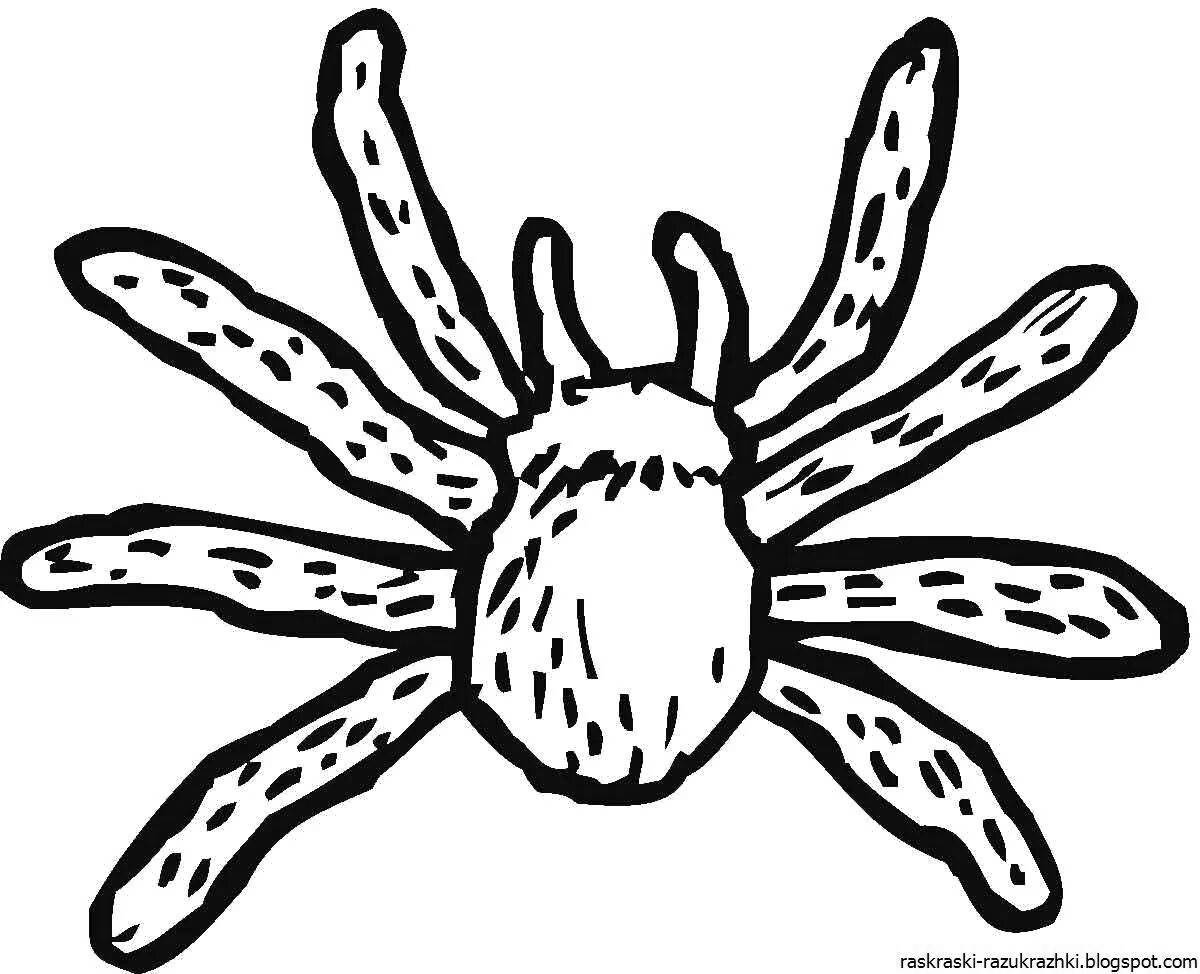 Раскраска экзотический паук тарантул