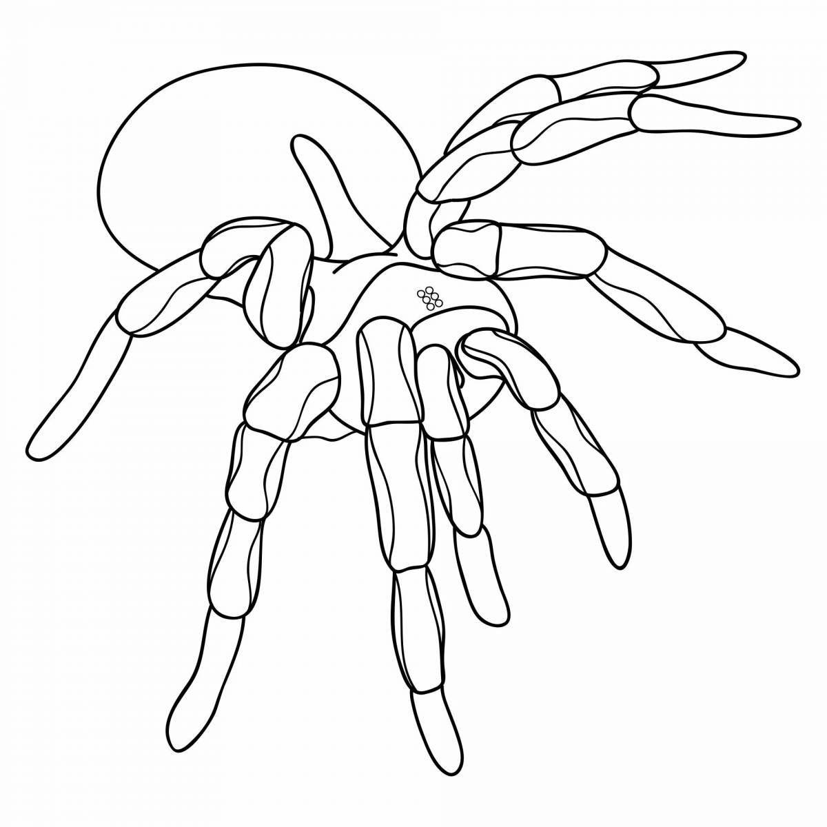 Mysterious spider tarantula coloring book