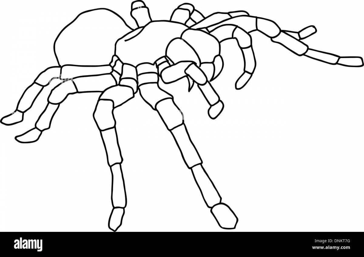 Замечательный паук тарантул раскраска