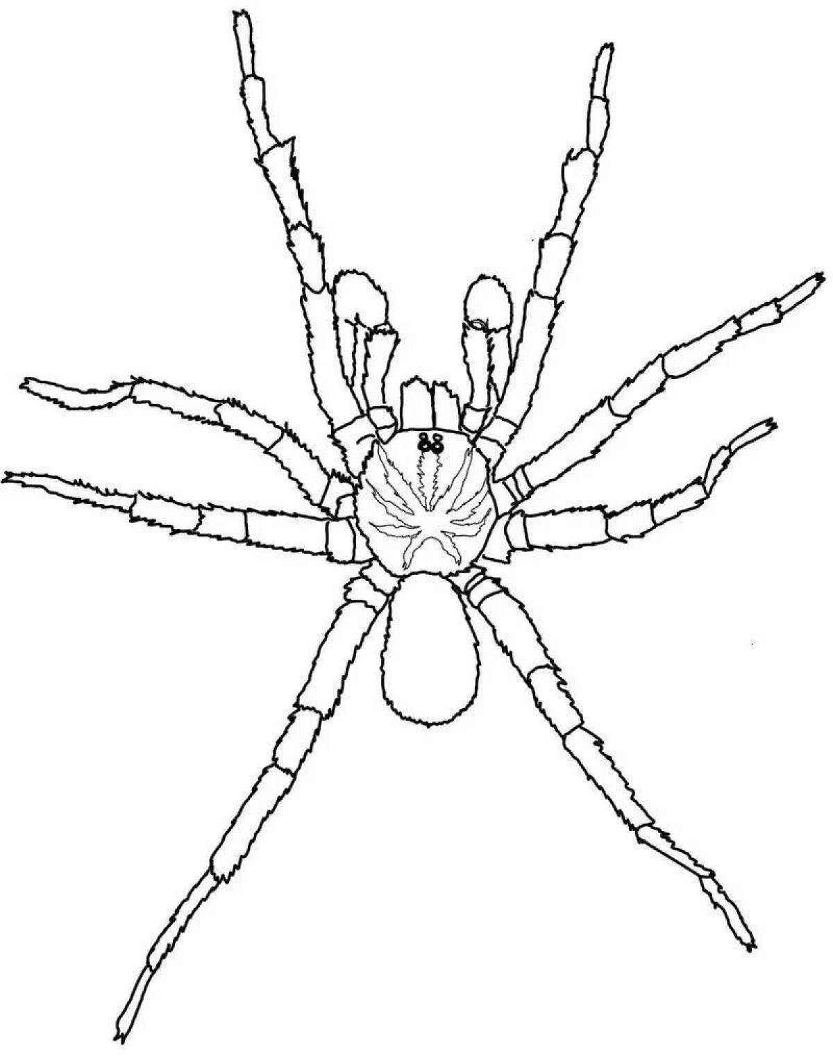 Удивительная страница раскраски паука тарантула