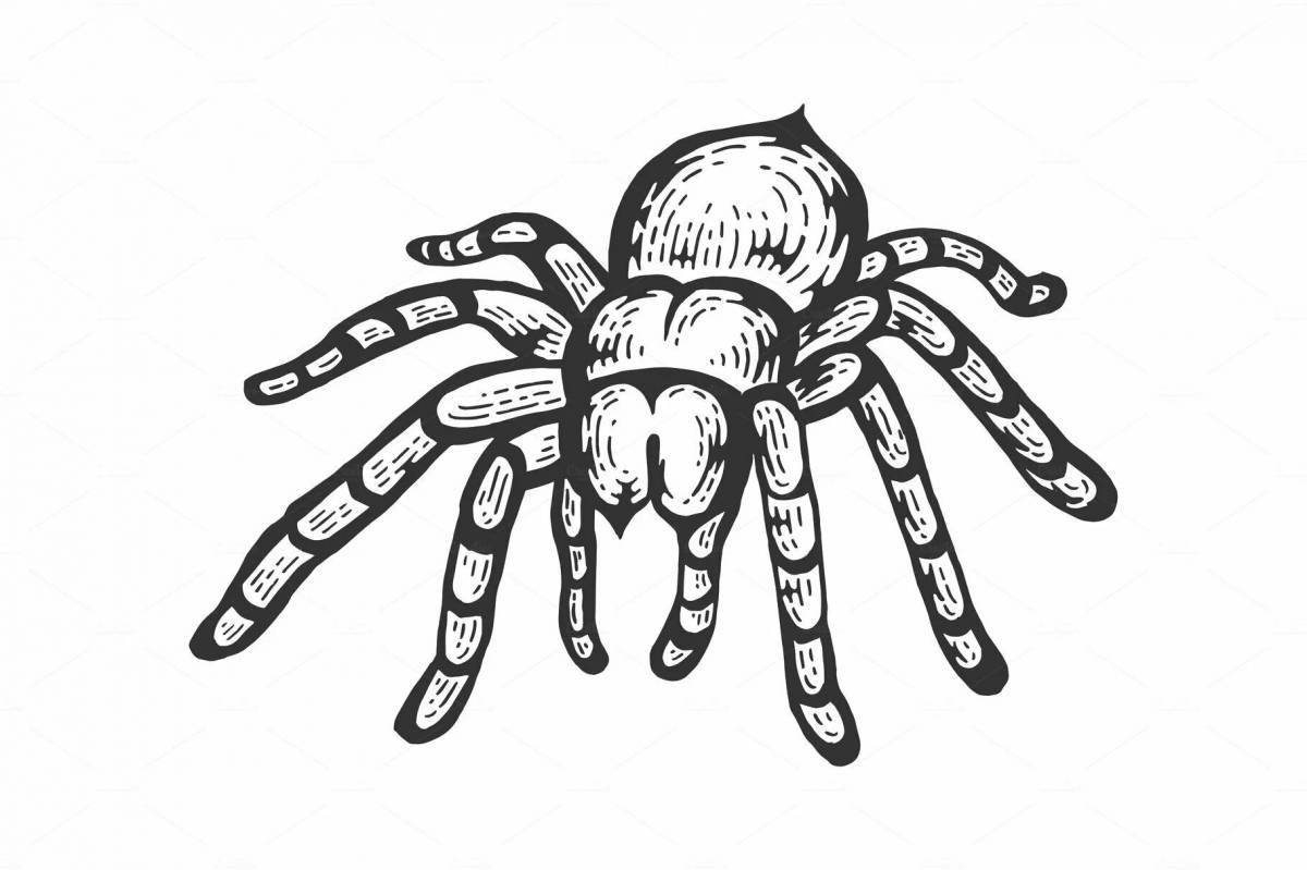 Раскраска сказочный паук тарантул