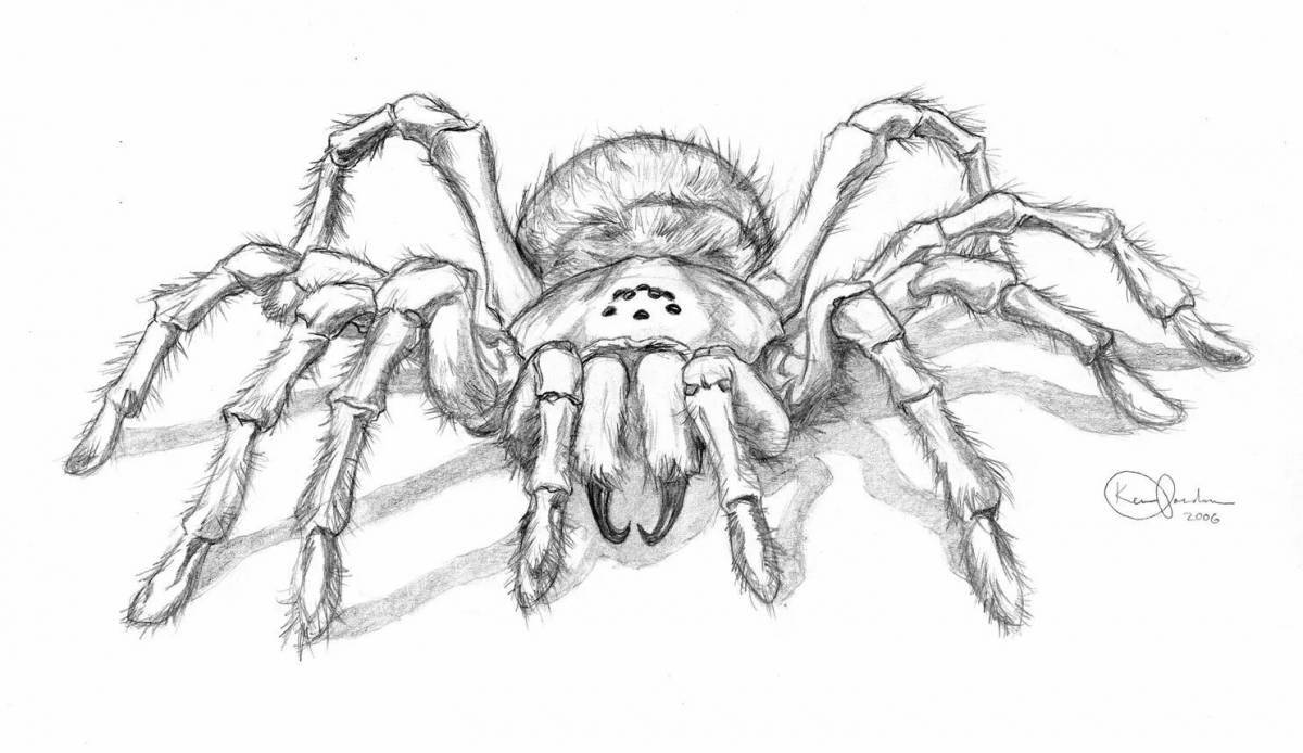 Раскраска красивый паук тарантул