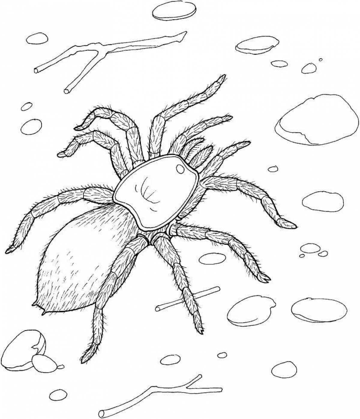 Coloring page cute spider tarantula