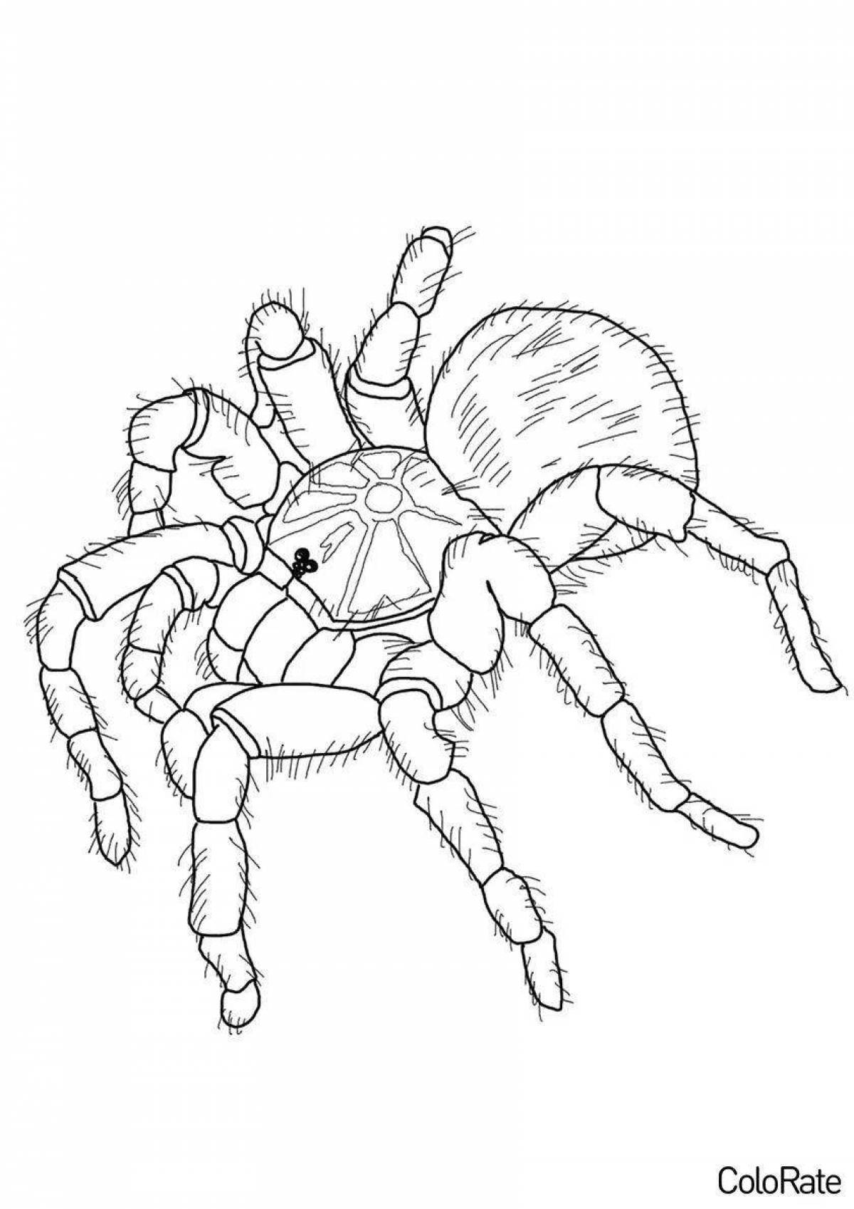 Раскраска изящный паук тарантул