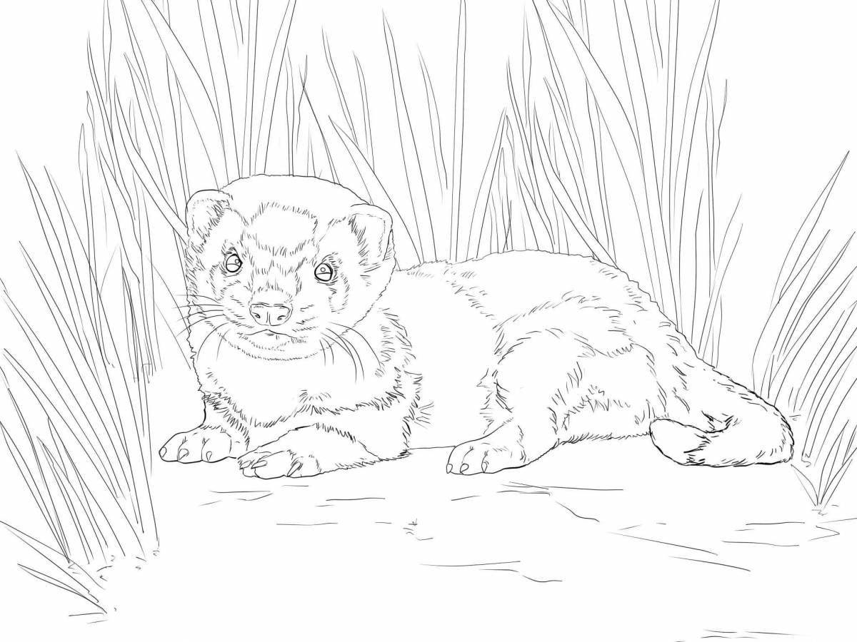 Colourful mink coloring page
