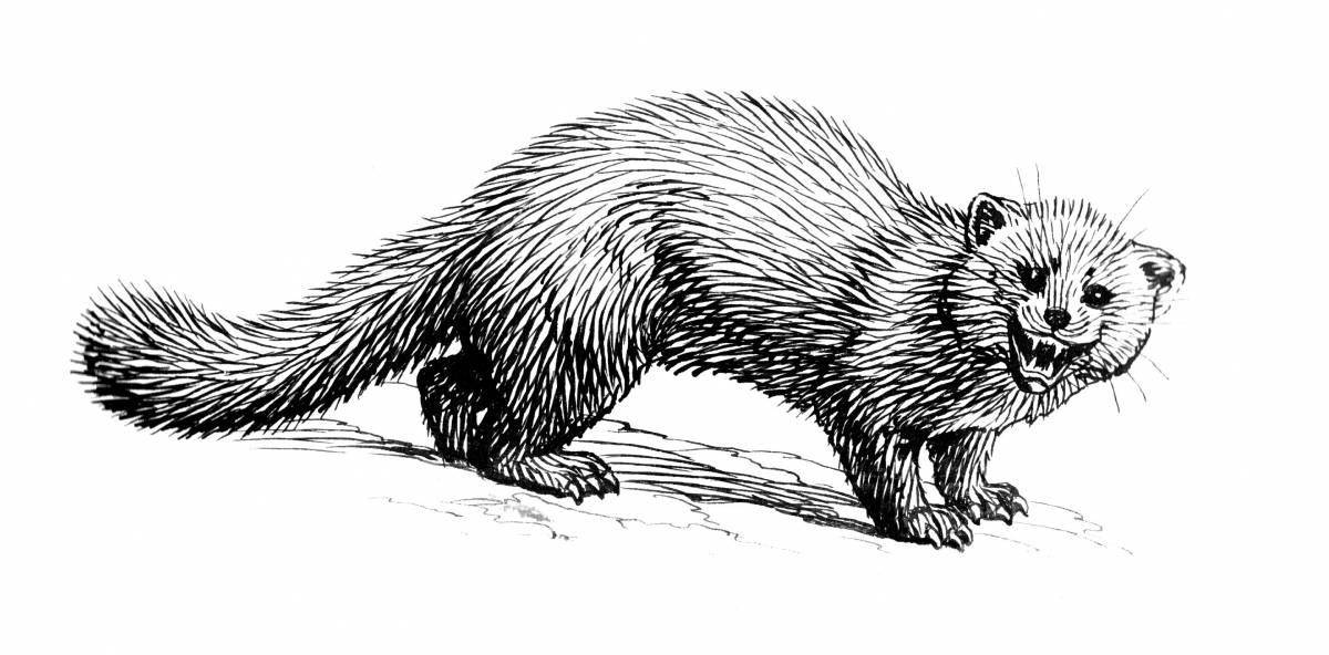 Adorable mink coloring page