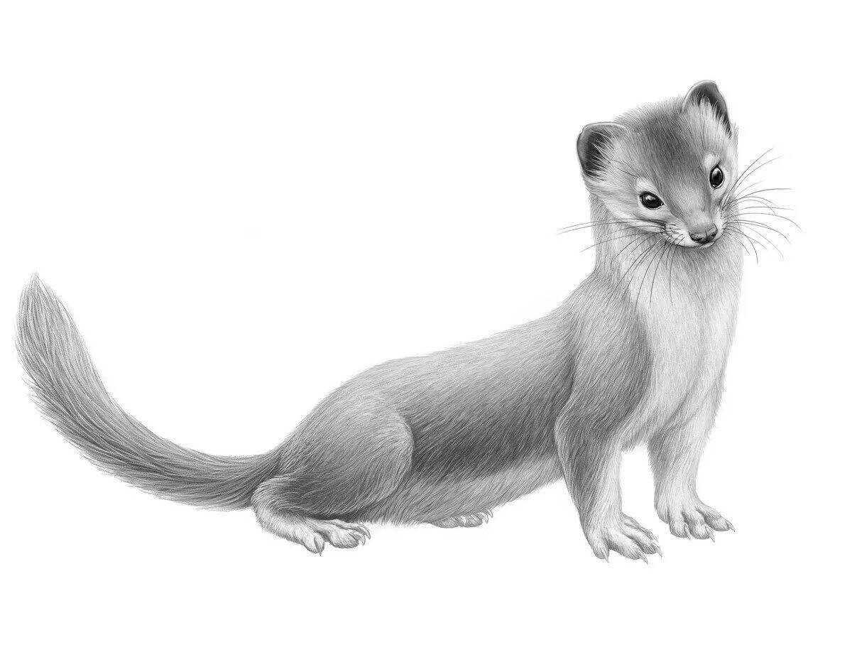Exquisite mink coloring page