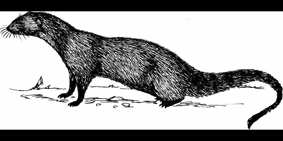 Невероятная раскраска норки