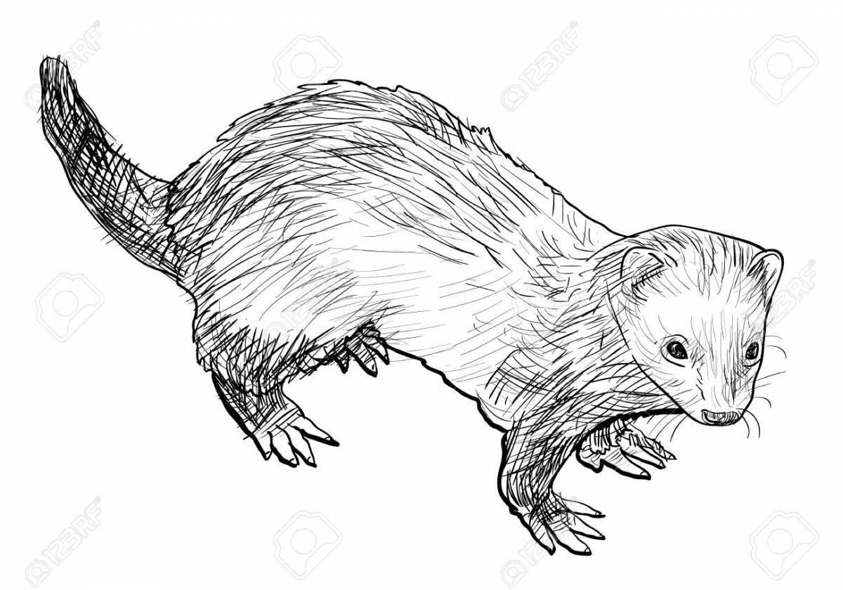 Чудесная раскраска норки