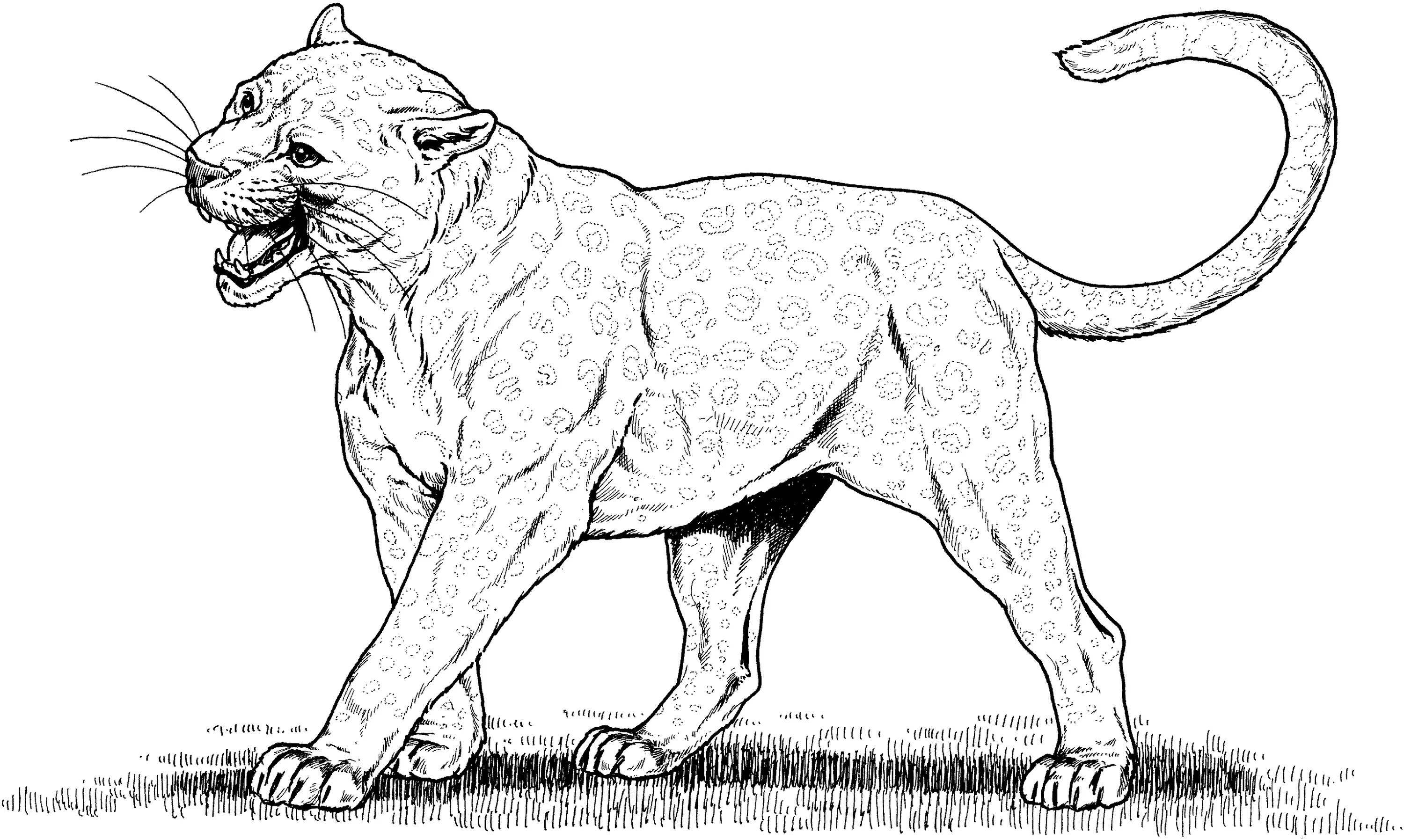 Elegant predator animal coloring pages