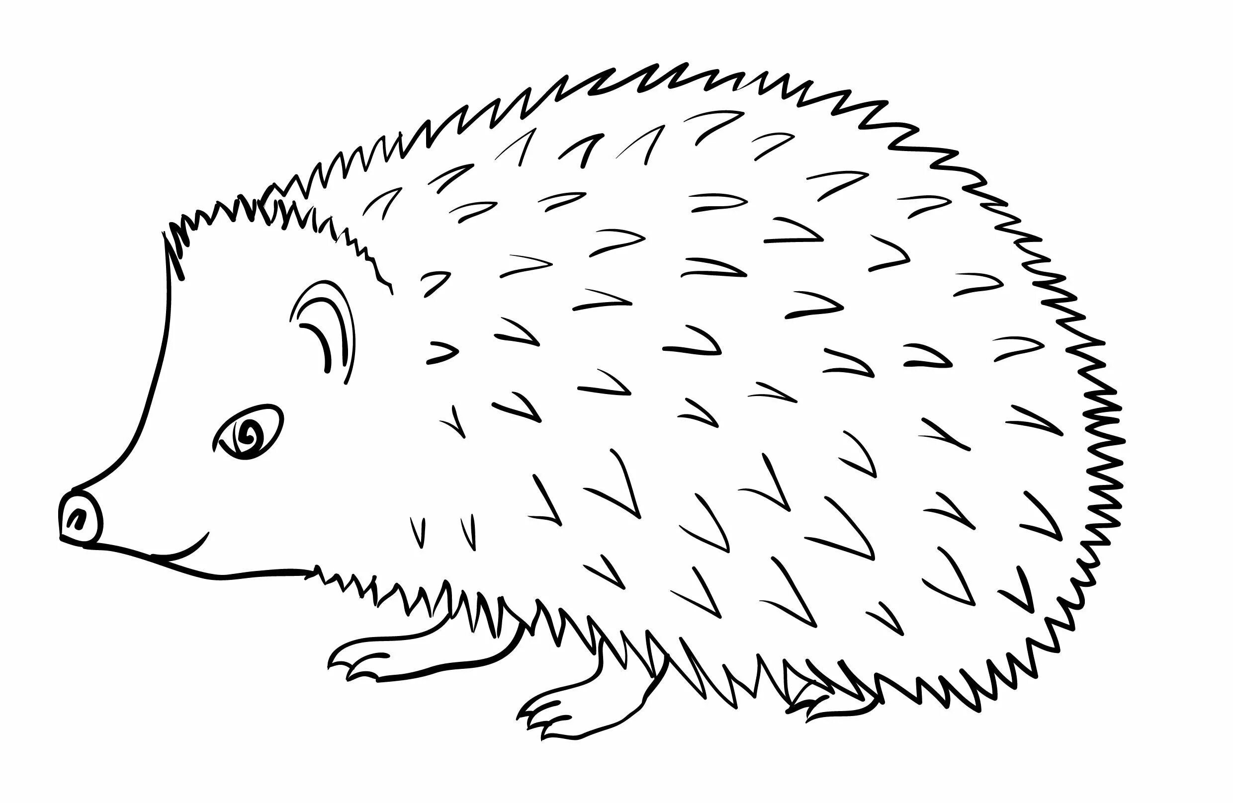 Drawing hedgehog #4