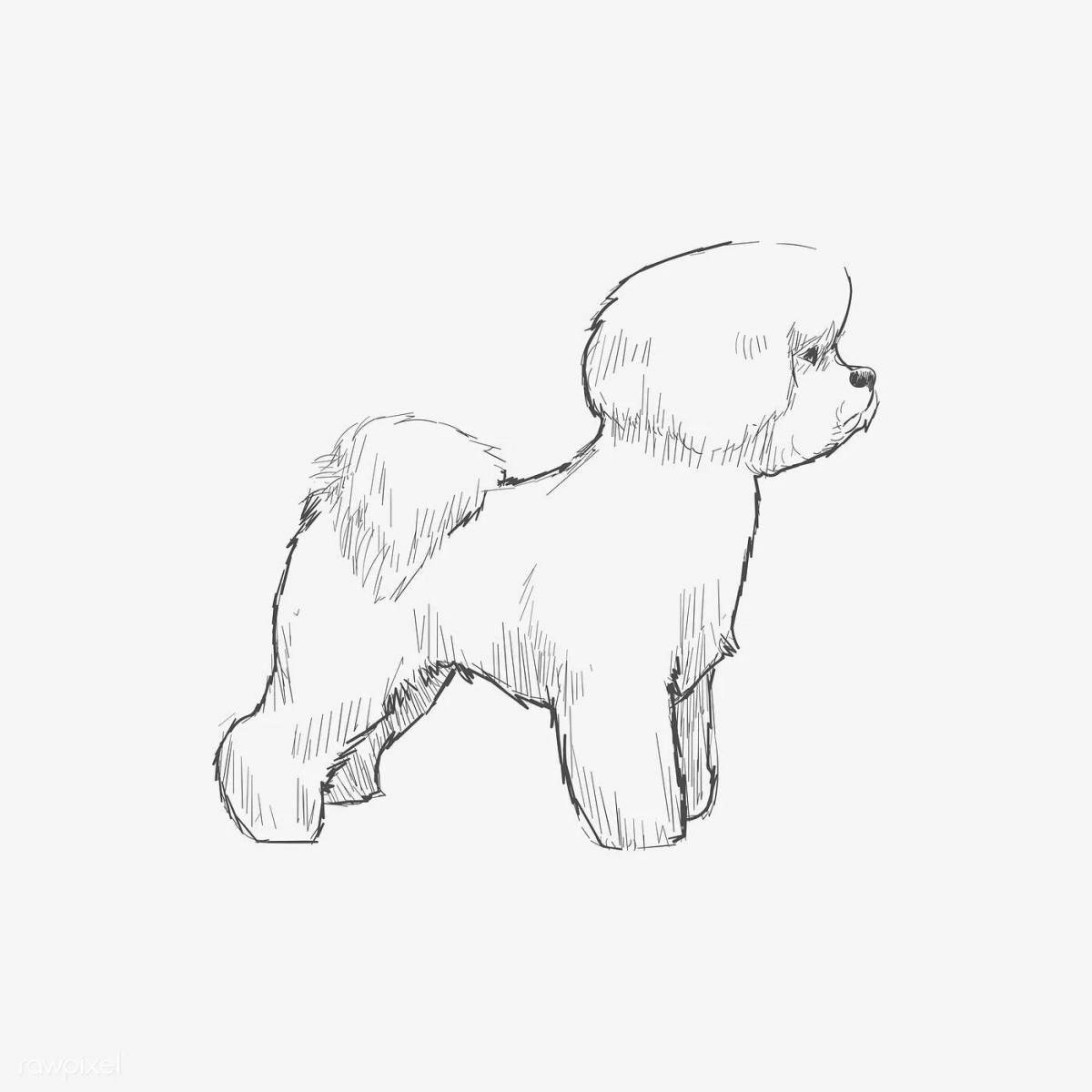 Adorable bichon frize coloring page