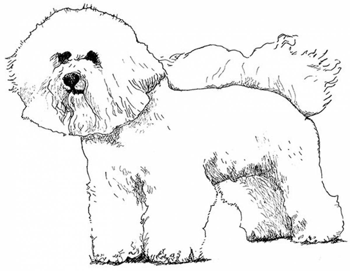 Bichon Frize coloring page