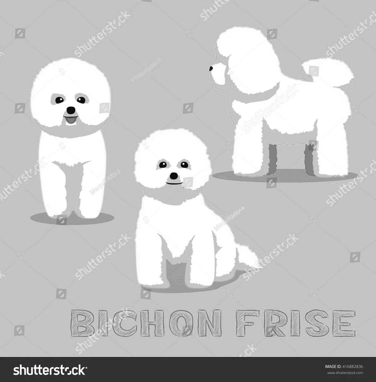 Sweet bichon frize coloring page