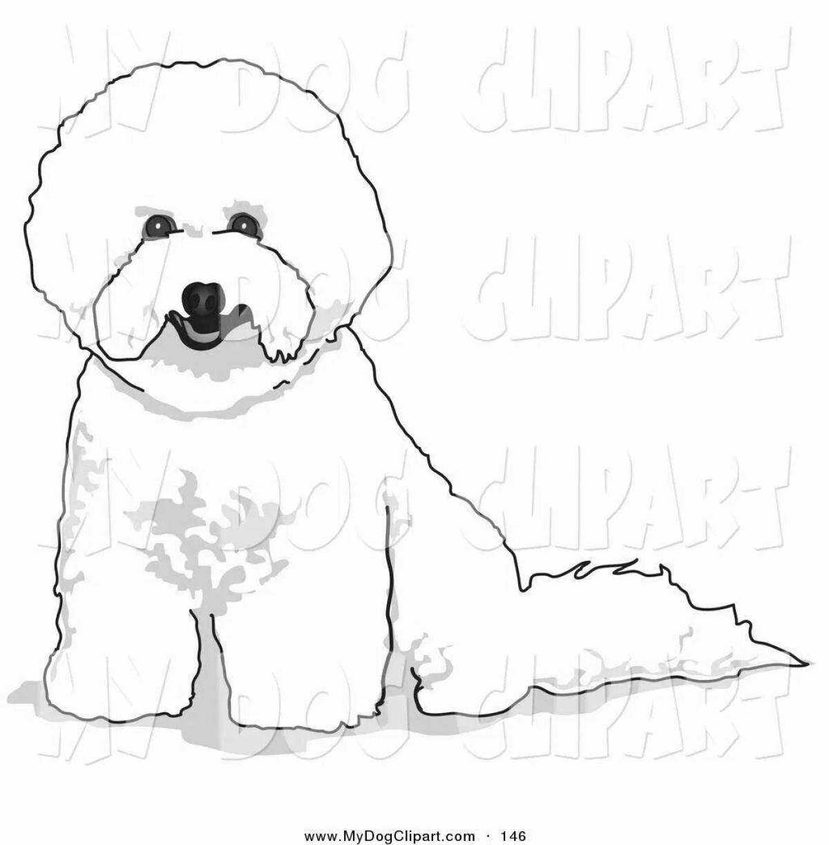 Bichon Frize fancy coloring