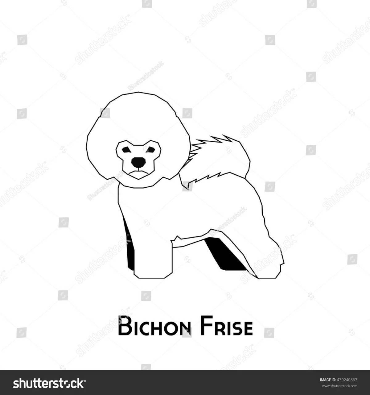 Amazing bichon frize coloring page