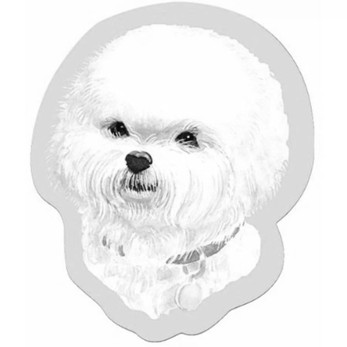 Animated bichon frize coloring page