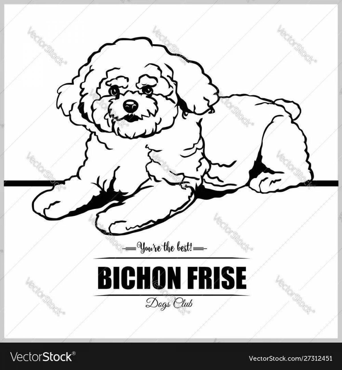 Naughty Bichon Frize coloring page