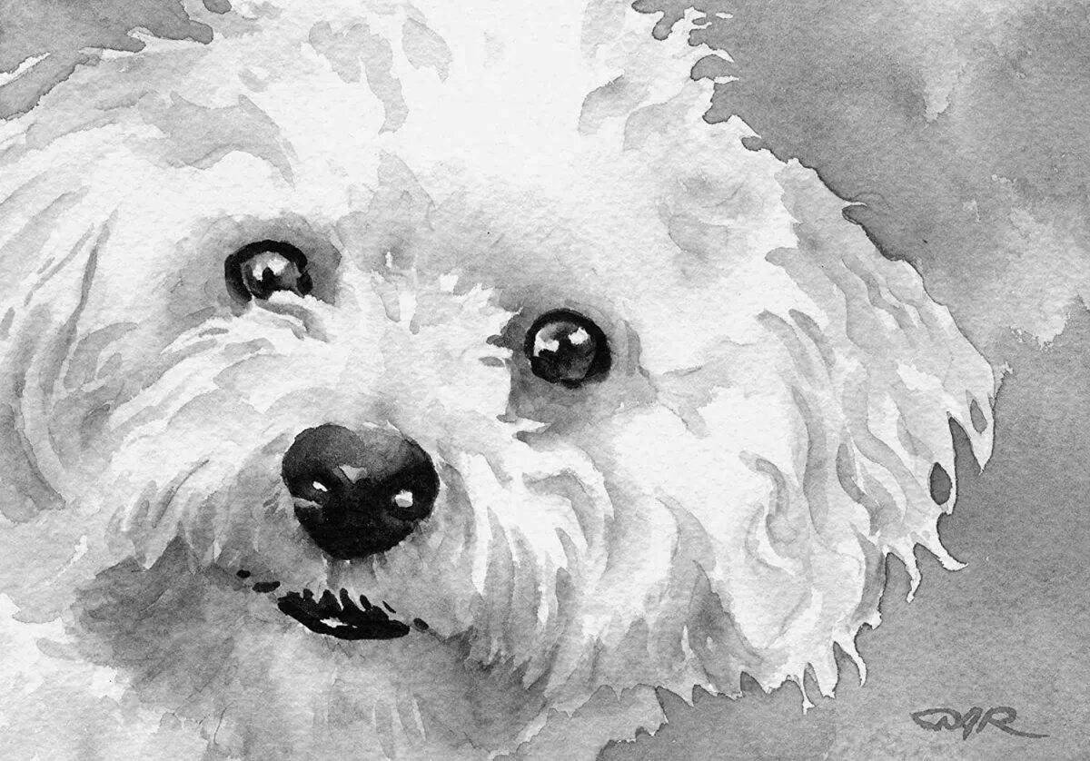 Exquisite bichon frize coloring