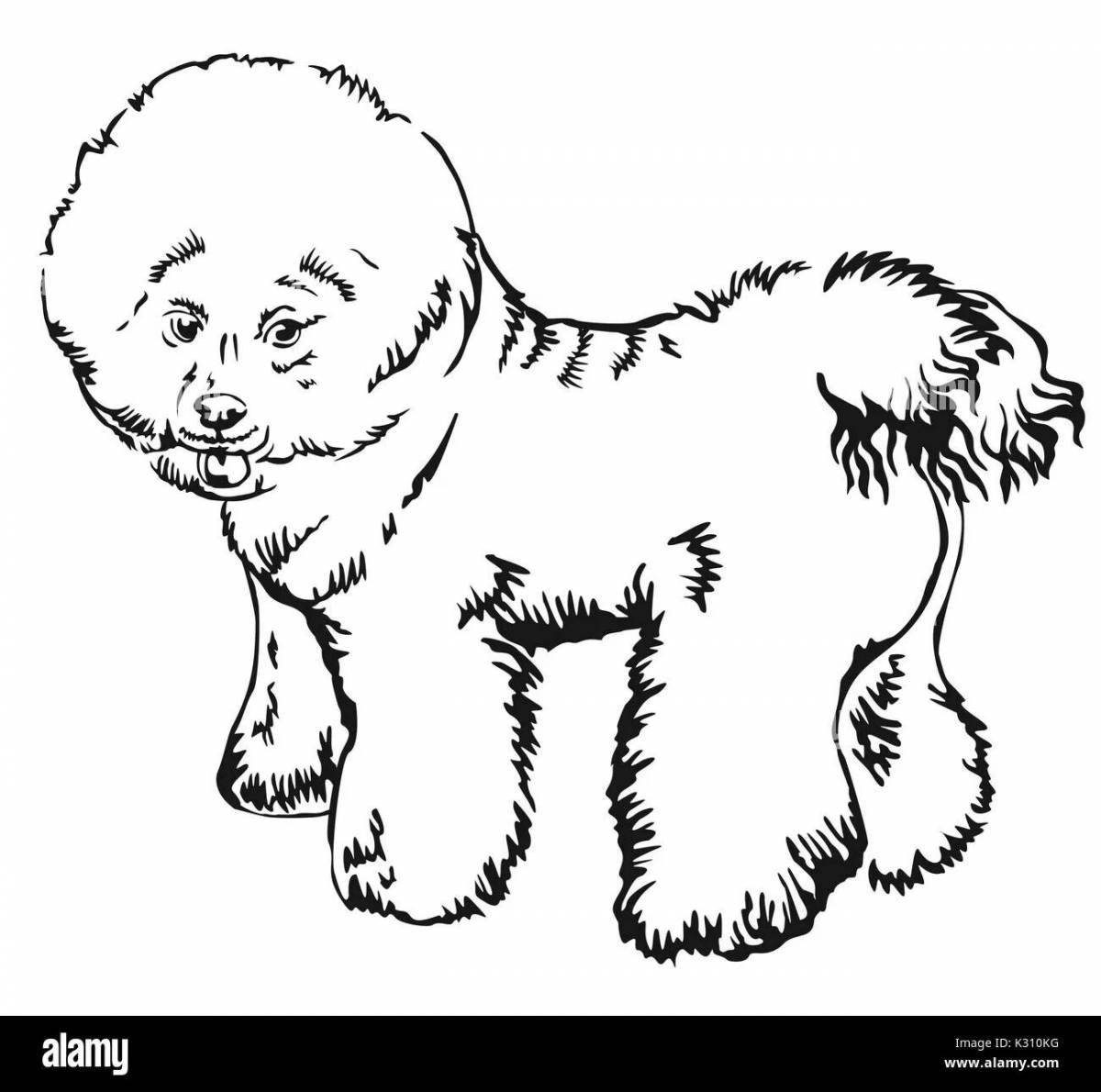 Bichon Frize coloring book