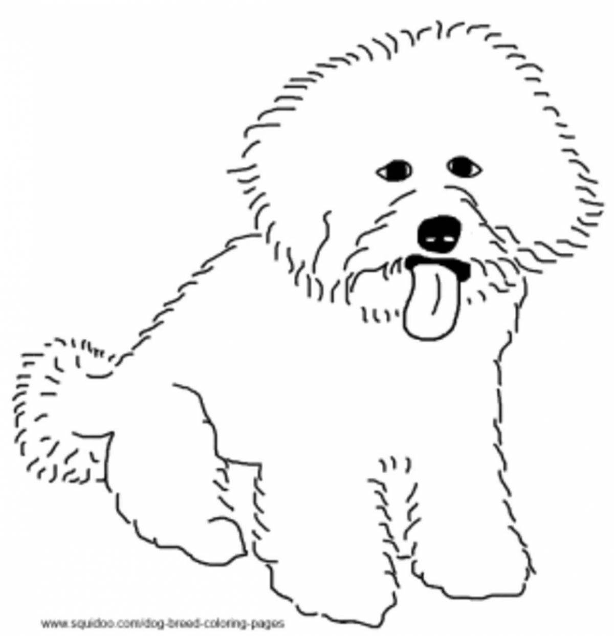 Beautiful bichon frize coloring page