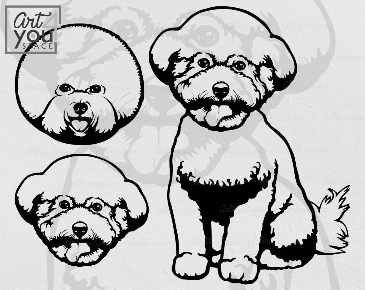 Coloring soft bichon frize