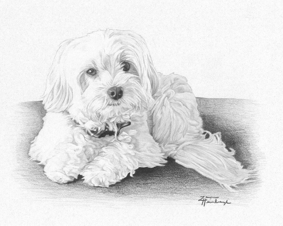 Snuggly bichon frize coloring page