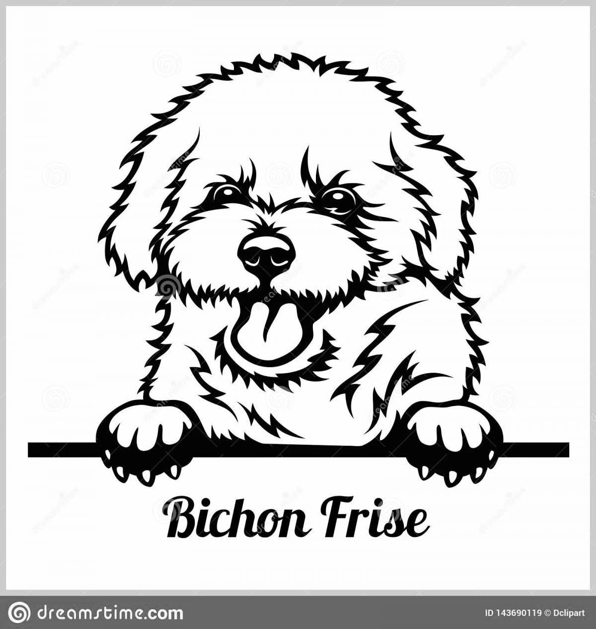 Cozy bichon frize coloring page