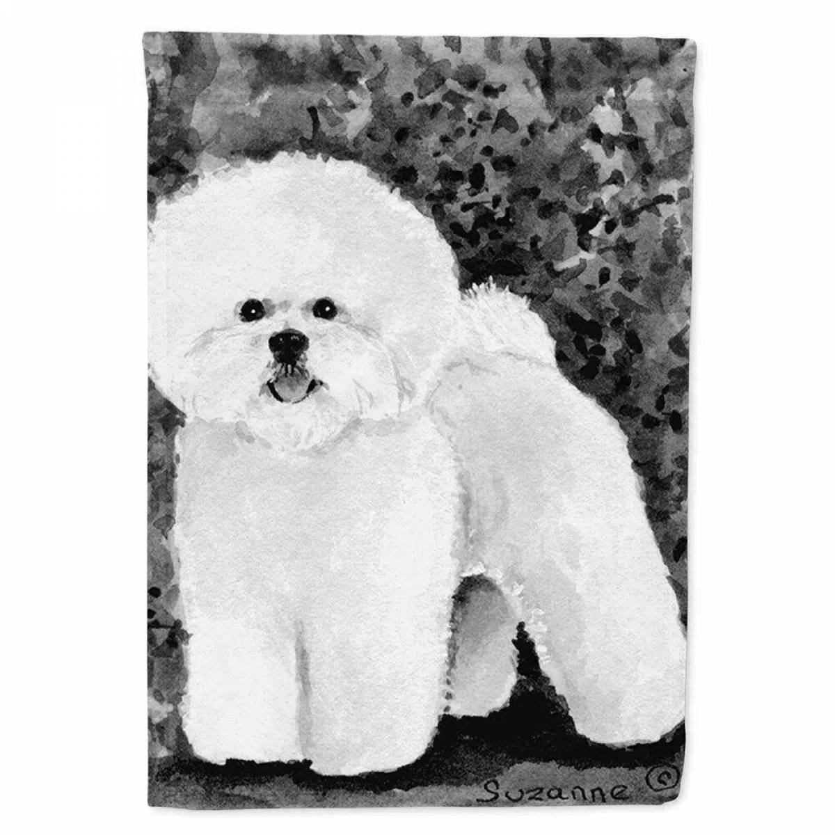 Bichon Frize coloring page