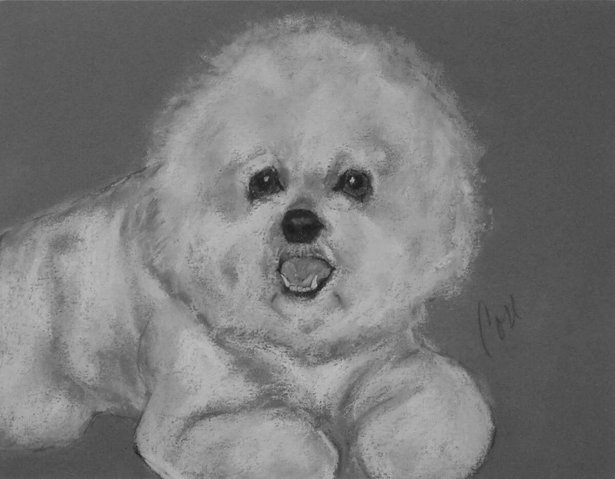 Bichon Frize #1