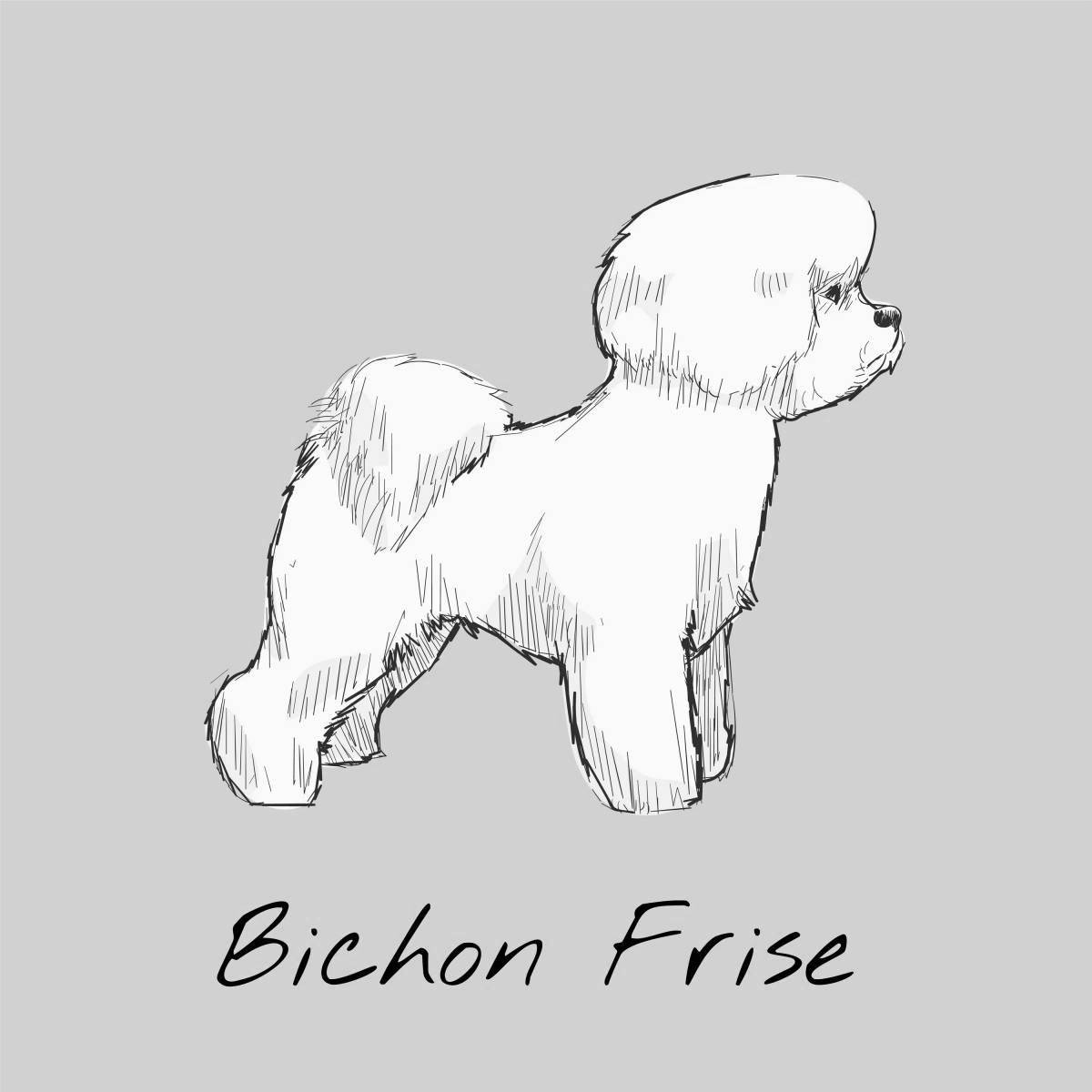 Bichon Frize #2