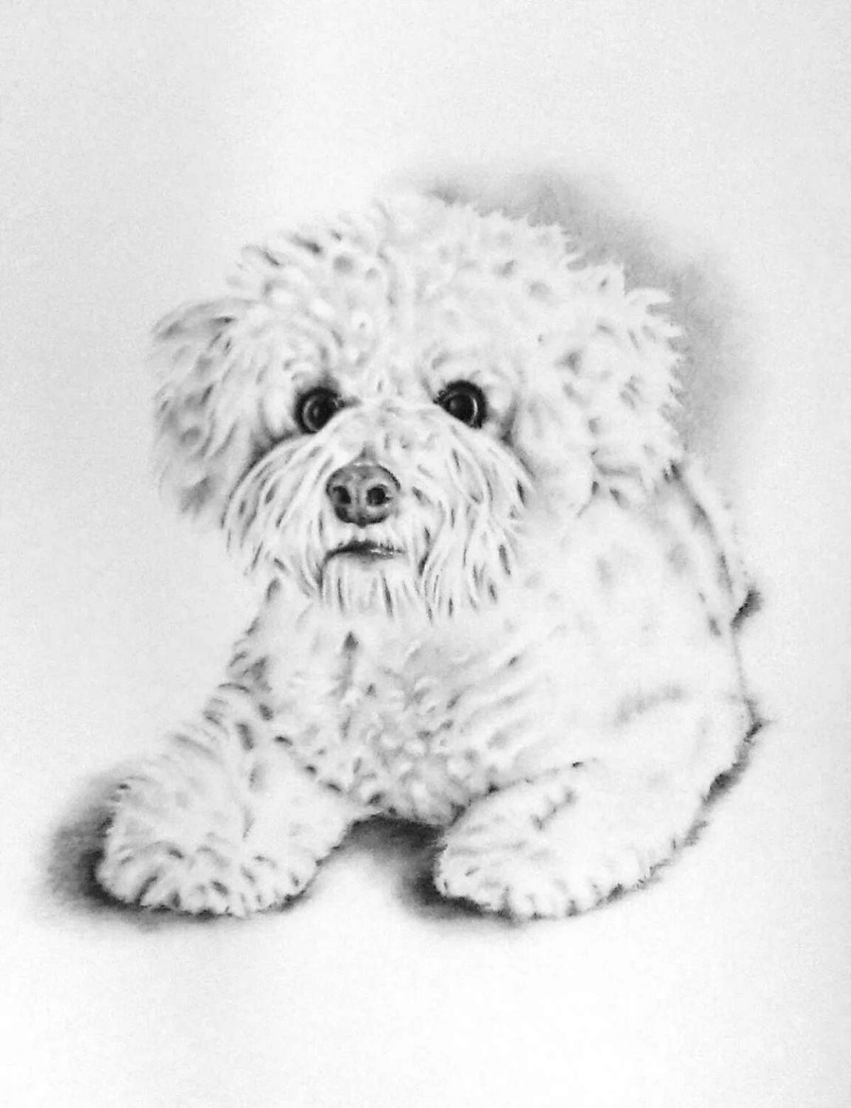 Bichon Frize #6