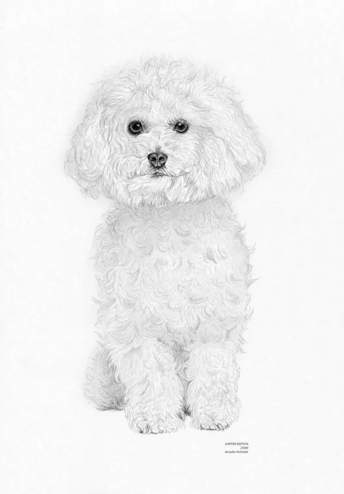 Bichon Frize #8