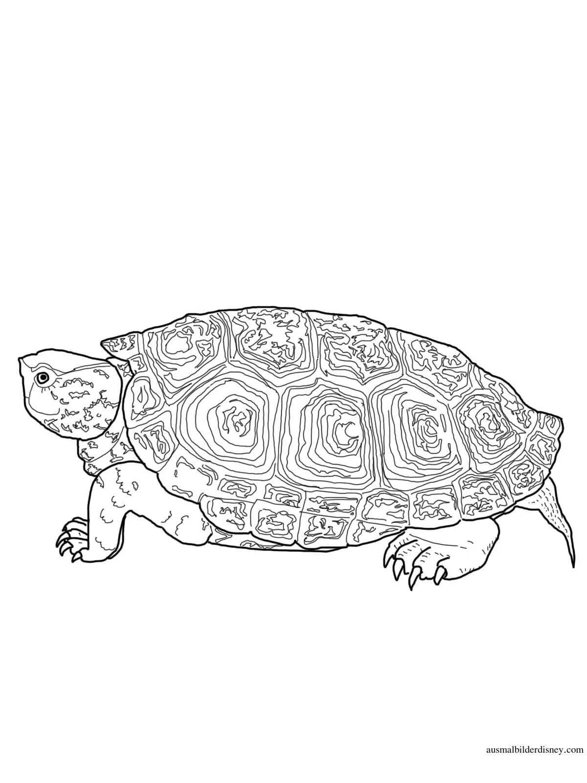 Красочная страница раскраски красноухая черепаха