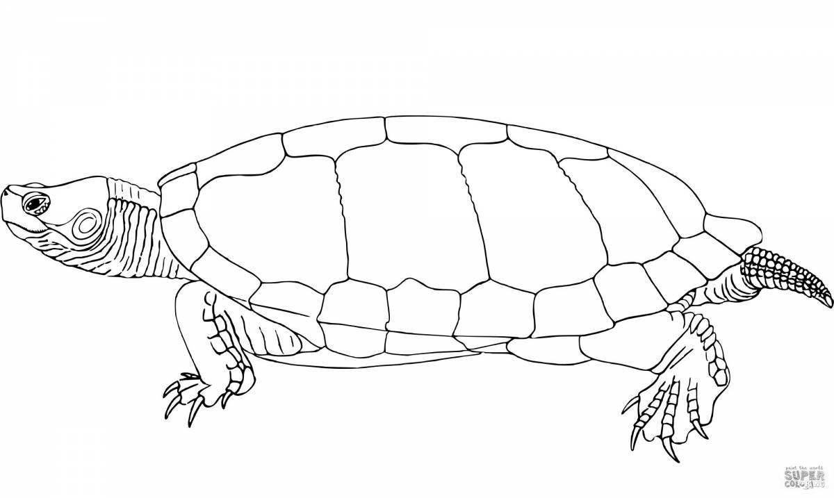 Coloring funny red-eared turtle