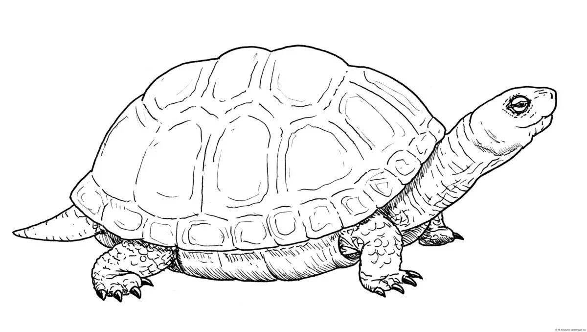 Coloring book playful red-eared turtle