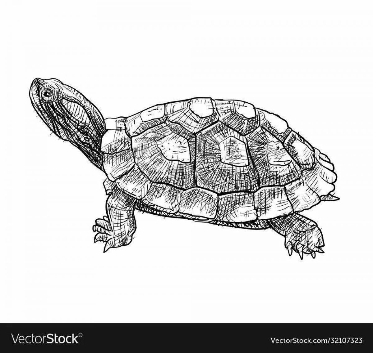 Анимированная страница раскраски красноухая черепаха
