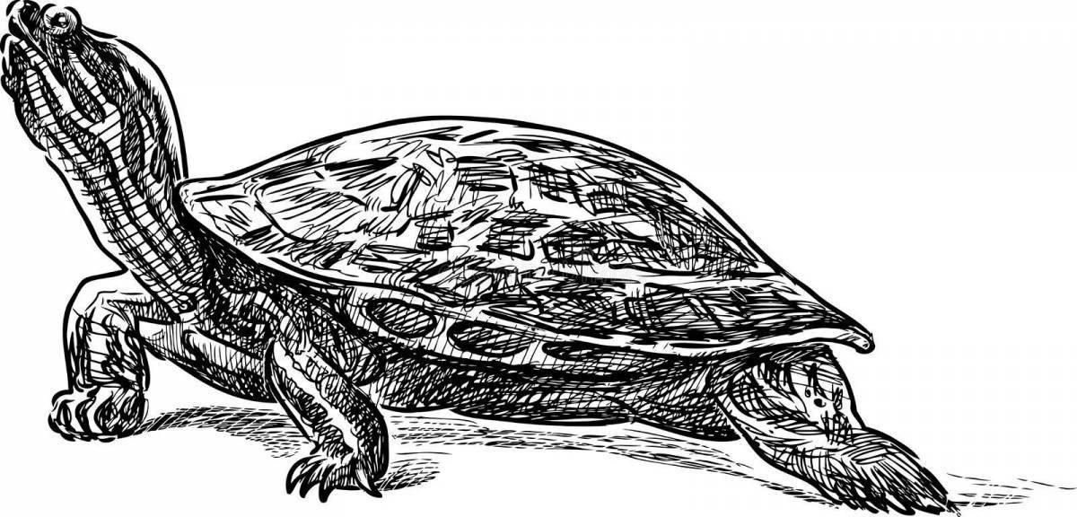 A fascinating coloring book of the red-eared turtle