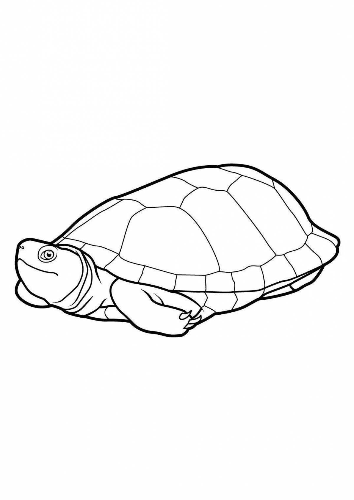 Adorable red-eared turtle coloring page