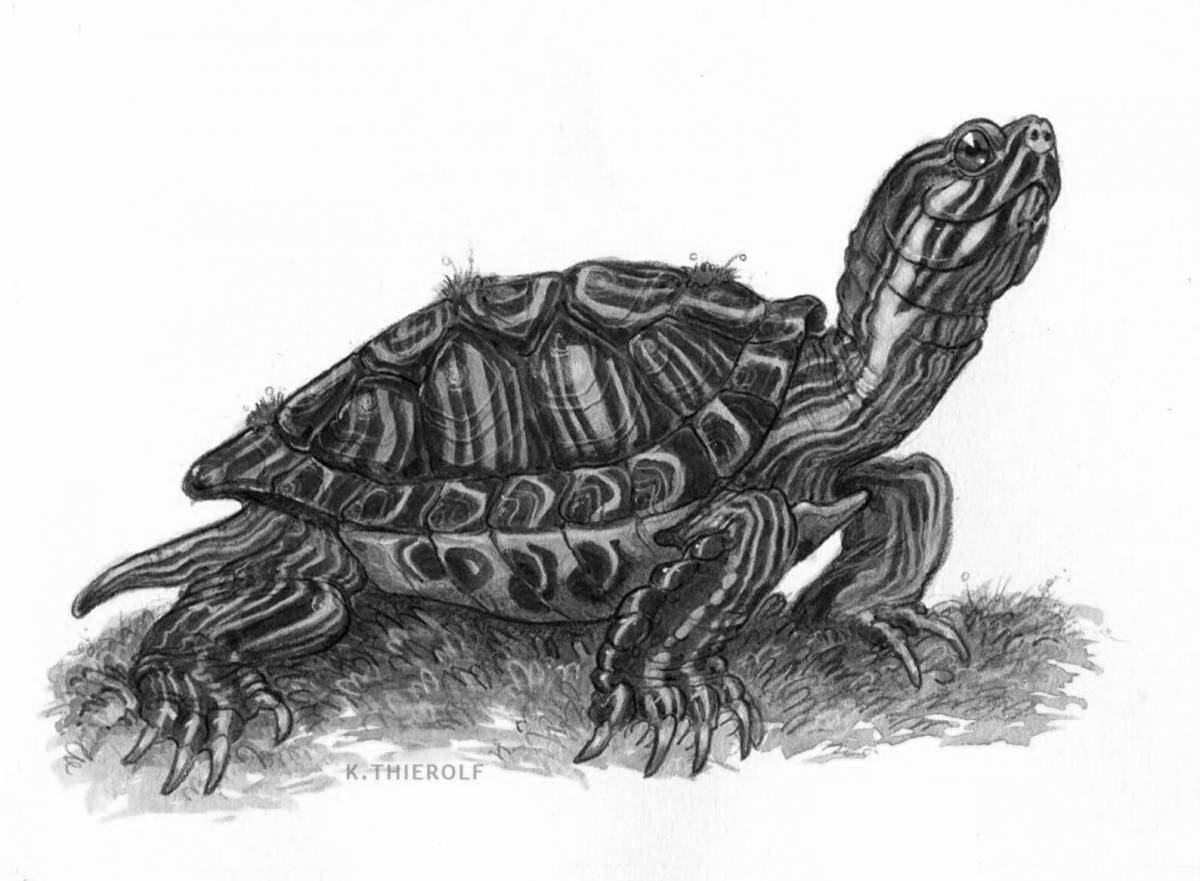 Adorable red-eared tortoise coloring book