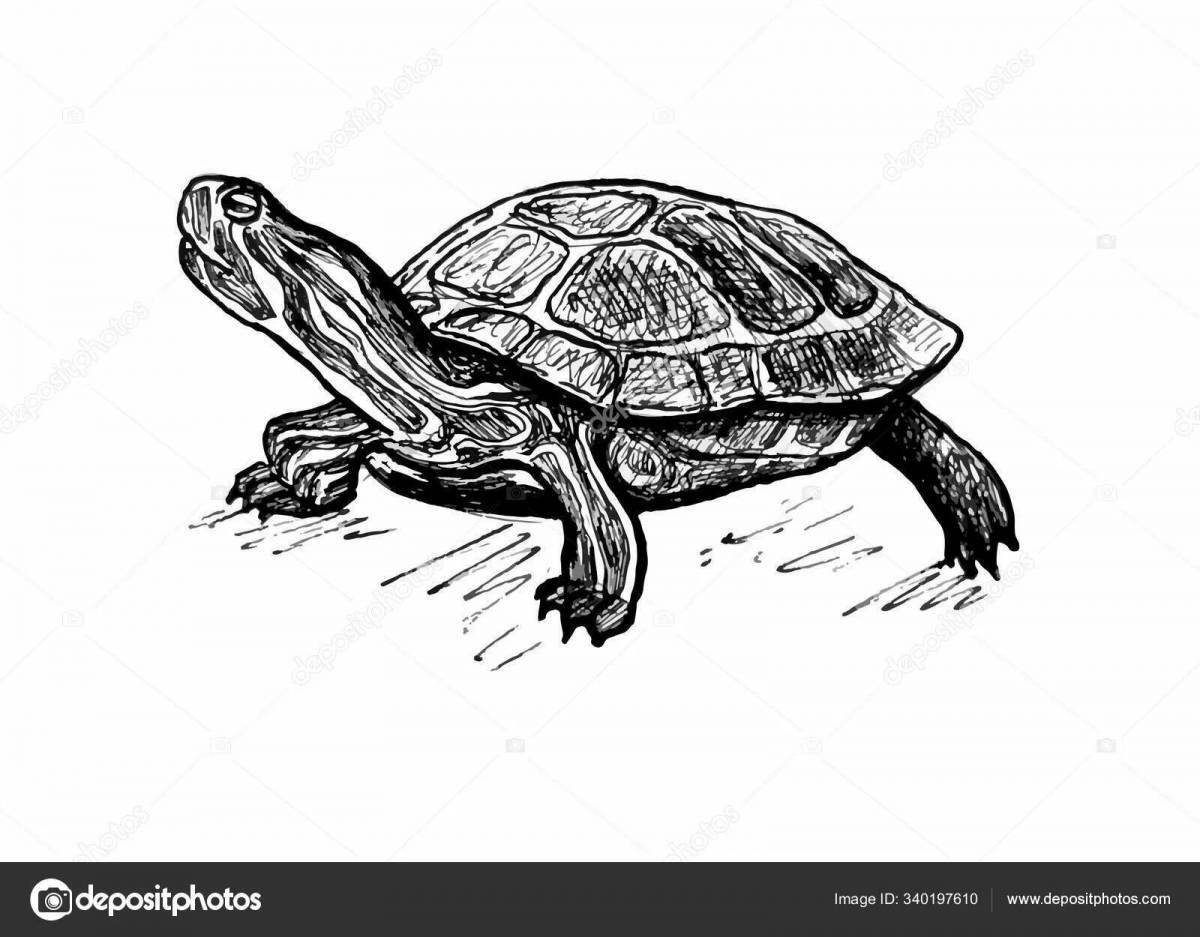 Cute red-eared tortoise coloring book